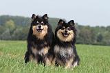 CHIEN FINNOIS DE LAPONIE 683